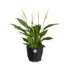 Spathiphyllum 12 Cm Torelli in bfor rock living black