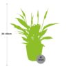 Spathiphyllum 12 Cm Torelli in bfor rock living black