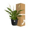 Spathiphyllum 12 Cm Torelli in bfor rock living black