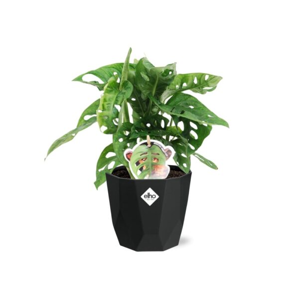 thumbnail_6000-7411.jpg Monstera ‘Monkey Leaf’ in bfor rock living black