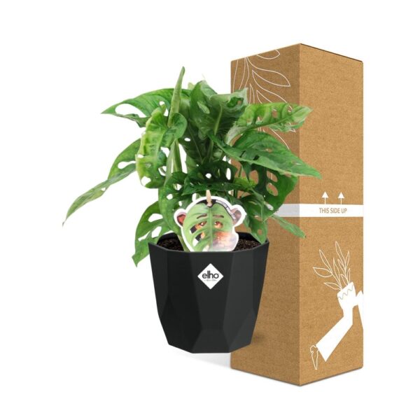 thumbnail_6000-7413.jpg Monstera ‘Monkey Leaf’ in bfor rock living black