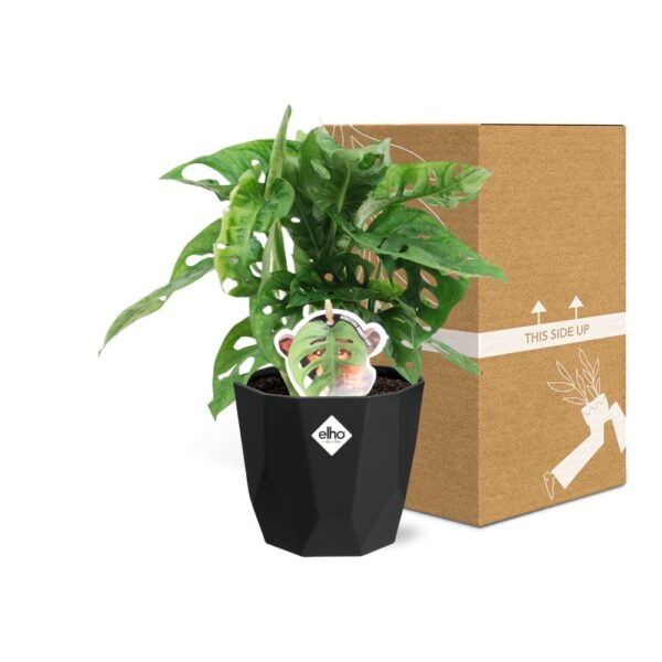 thumbnail_6000-7414.jpg Monstera ‘Monkey Leaf’ in bfor rock living black
