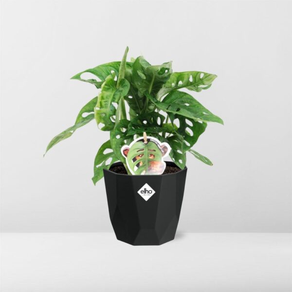 thumbnail_6000-7415.jpg Monstera ‘Monkey Leaf’ in bfor rock living black