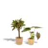 Ficus Elastica Melany