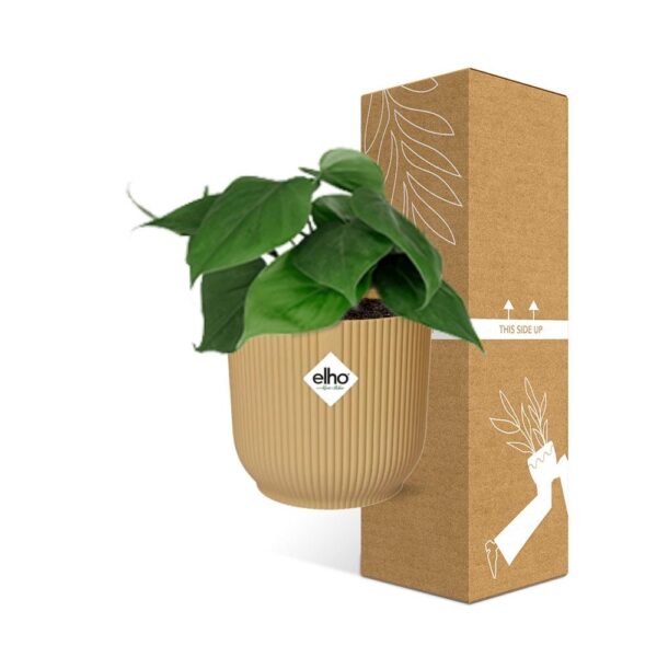 thumbnail_6000-7518.jpg Philodendron Scandens in ELHO Vibes Fold geel