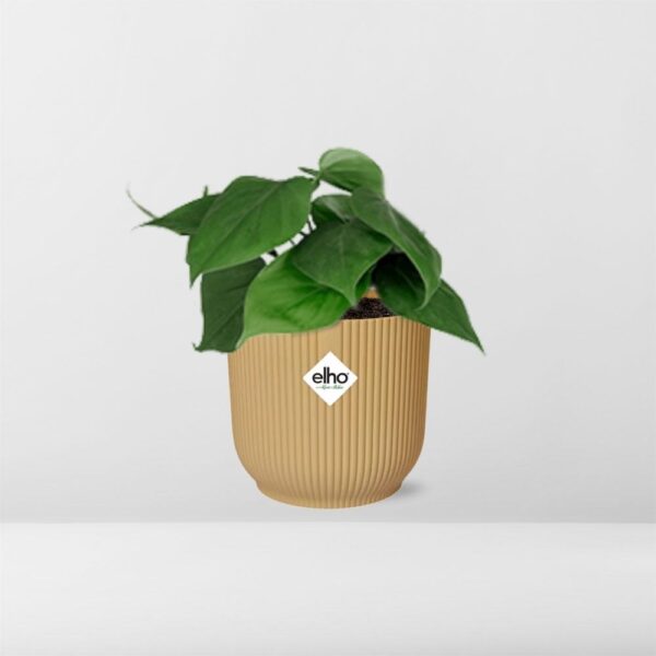 thumbnail_6000-7520.jpg Philodendron Scandens in ELHO Vibes Fold geel