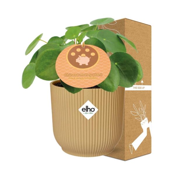 thumbnail_6000-7533.jpg Pilea Peperomioides 12 in ELHO Vibes Fold geel