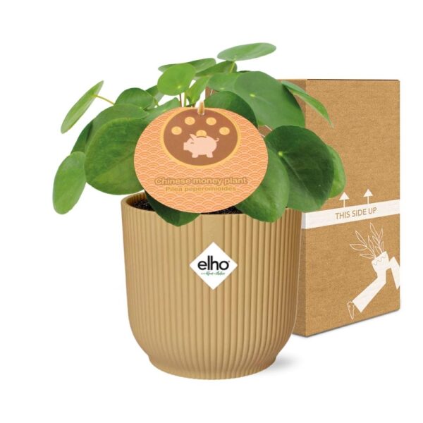 thumbnail_6000-7534.jpg Pilea Peperomioides 12 in ELHO Vibes Fold geel