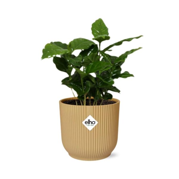 thumbnail_6000-7546.jpg Coffea Arabica in ELHO Vibes Fold geel