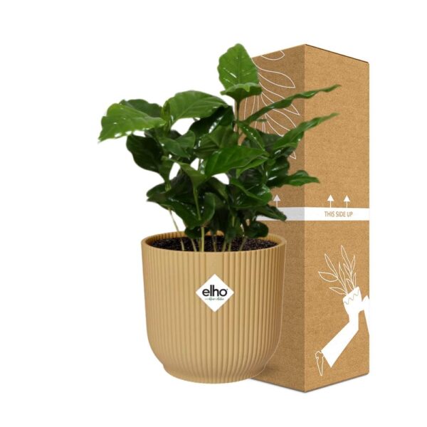 thumbnail_6000-7548.jpg Coffea Arabica in ELHO Vibes Fold geel