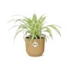 Chlorophytum Comosum Variegatum in ELHO Vibes Fold geel