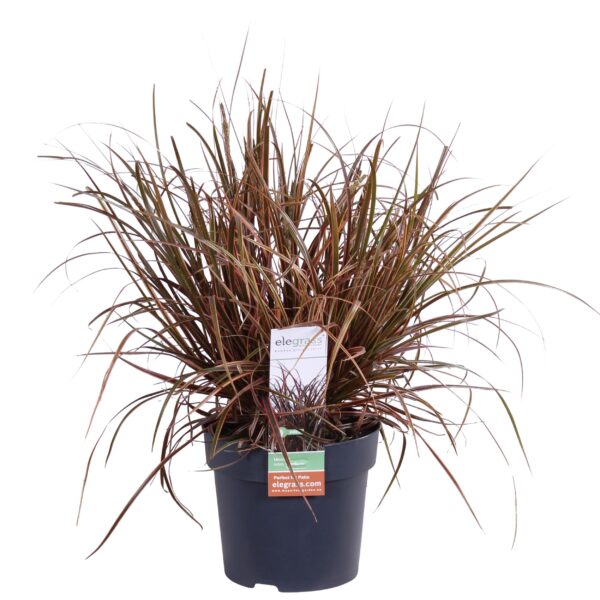 thumbnail_6000-760.jpg Uncinia rubra 'Everflame'