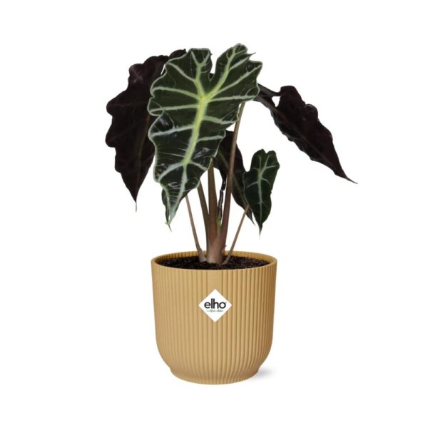 Alocasia ‘Polly’ in ELHO Vibes Fold geel