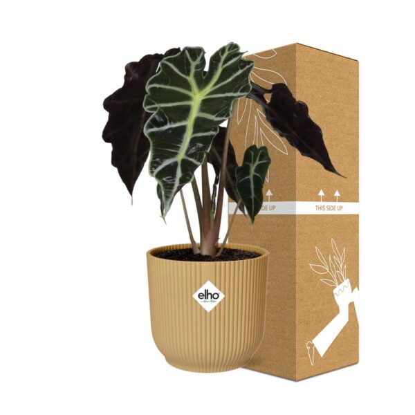 Alocasia ‘Polly’ in ELHO Vibes Fold geel