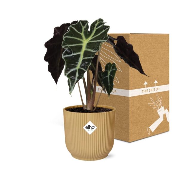 Alocasia ‘Polly’ in ELHO Vibes Fold geel