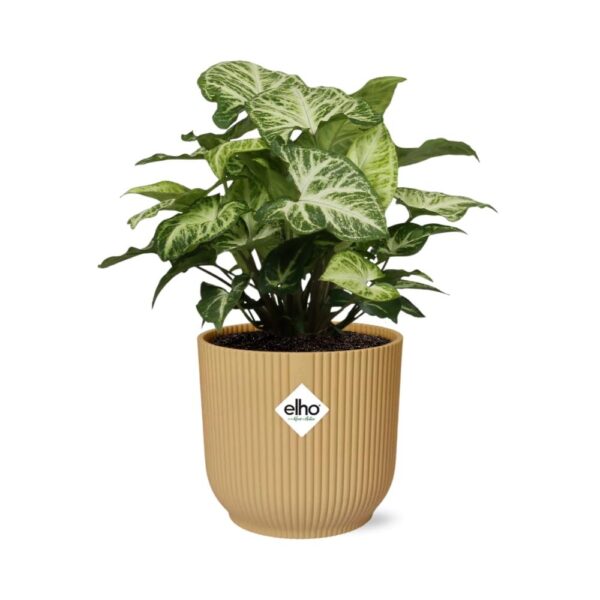 thumbnail_6000-7606.jpg Syngonium Arrow in ELHO Vibes Fold geel