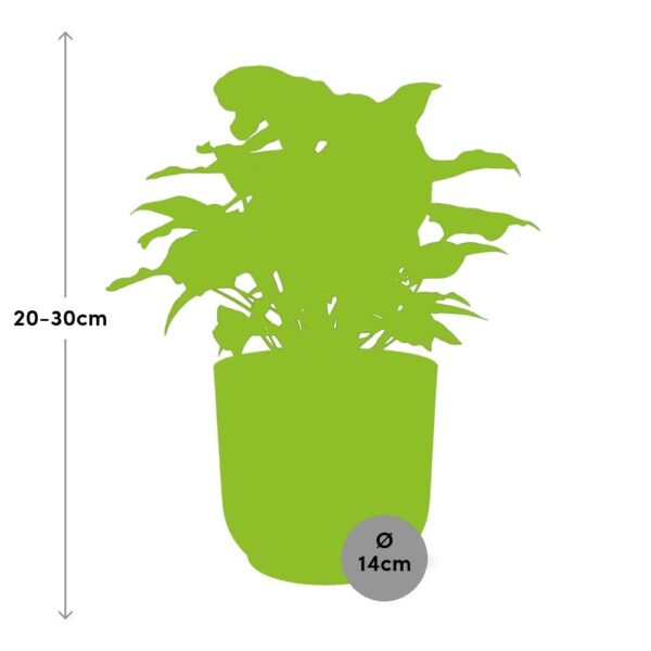 thumbnail_6000-7607.jpg Syngonium Arrow in ELHO Vibes Fold geel