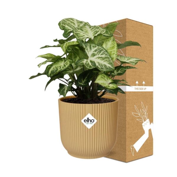thumbnail_6000-7608.jpg Syngonium Arrow in ELHO Vibes Fold geel