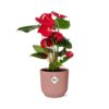 Anthurium Red in ELHO Vibes Fold roze