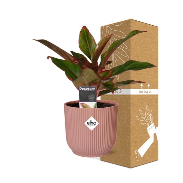 thumbnail_6000-7638.jpg Aglaonema Crete in ELHO Vibes Fold roze