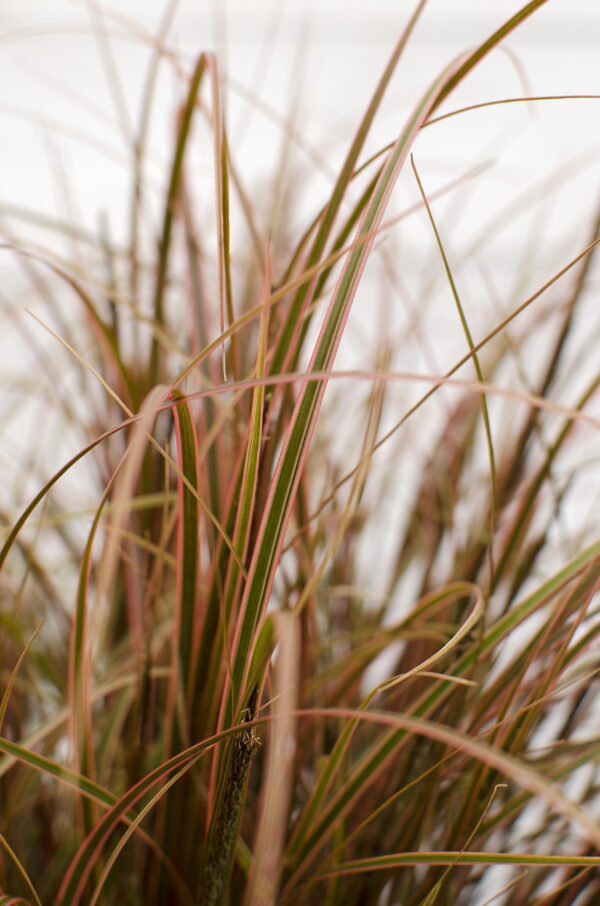 thumbnail_6000-764.jpg Uncinia rubra 'Everflame'