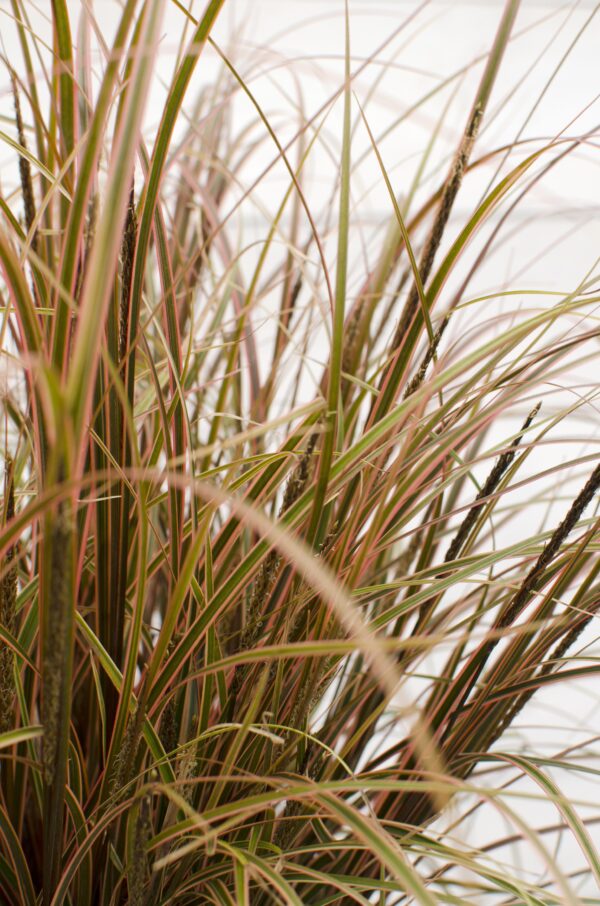 thumbnail_6000-765.jpg Uncinia rubra 'Everflame'