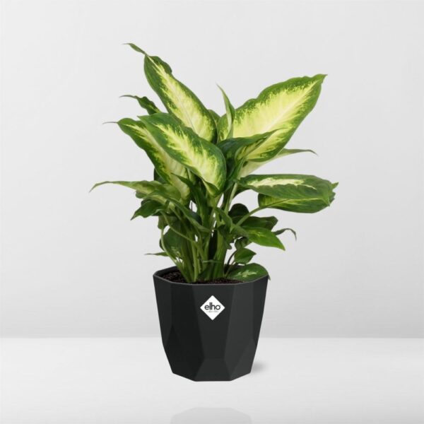 thumbnail_6000-7665.jpg Dieffenbachia ‘Camilla’ in bfor rock living black