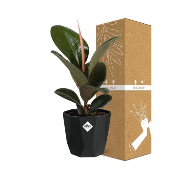 thumbnail_6000-7673.jpg Ficus Elastica ‘Robusta’ in bfor rock living black
