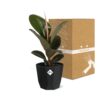 Ficus Elastica ‘Robusta’ in bfor rock living black