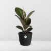 Ficus Elastica ‘Robusta’ in bfor rock living black