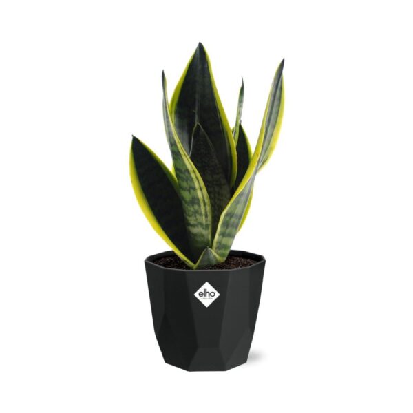 thumbnail_6000-7686.jpg Sansevieria Futura Superba in bfor rock living black