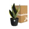 Sansevieria Futura Superba in bfor rock living black