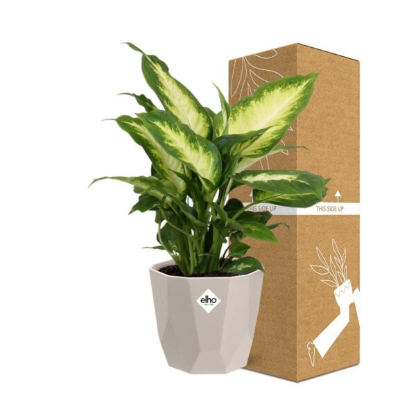 thumbnail_6000-7714.jpg Dieffenbachia ‘Camilla’ in ELHO bfor rock warm grey