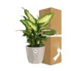 Dieffenbachia ‘Camilla’ in ELHO bfor rock warm grey