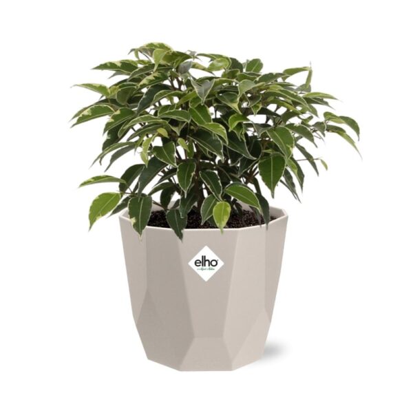 thumbnail_6000-7744.jpg Ficus Benjamina Kinky in ELHO bfor rock warm grey