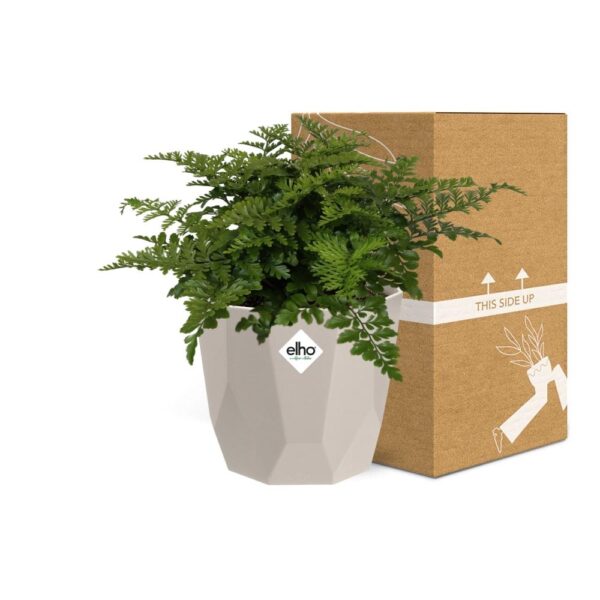 thumbnail_6000-7752.jpg Asplenium Parvati in ELHO bfor rock warm grey