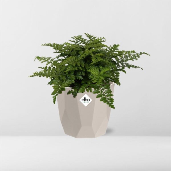 thumbnail_6000-7758.jpg Asplenium Parvati in ELHO bfor rock warm grey