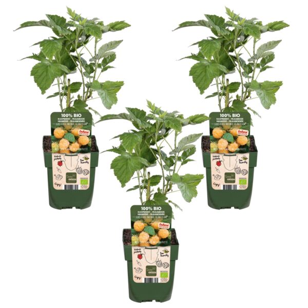 thumbnail_6000-781.jpg Rubus id Twotimer 'Sugana Yellow'