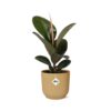 Ficus Elastica ‘Robusta’ in ELHO Vibes Fold geel