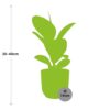 Ficus Elastica ‘Robusta’ in ELHO Vibes Fold geel