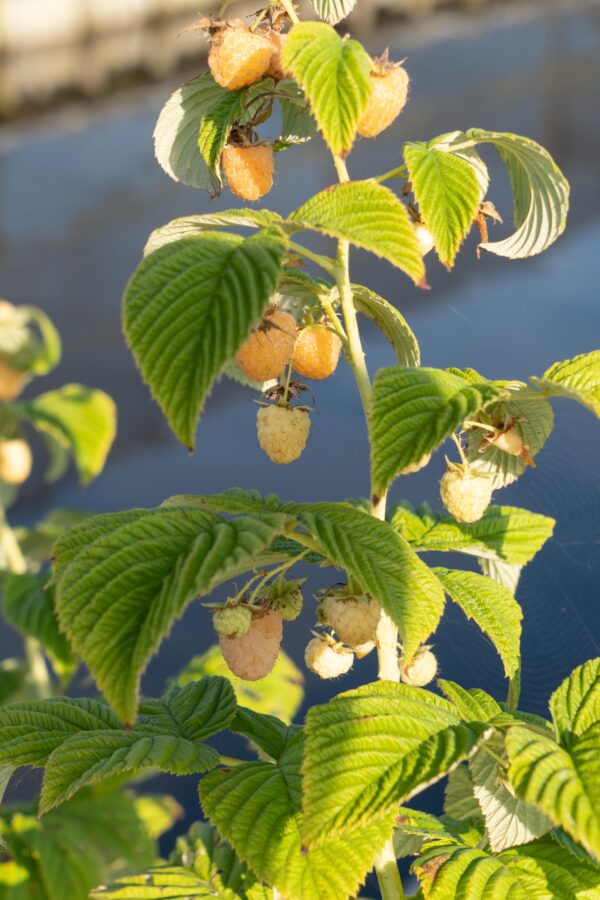 thumbnail_6000-783.jpg Rubus id Twotimer 'Sugana Yellow'