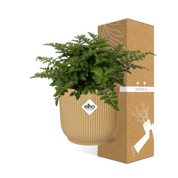thumbnail_6000-7843.jpg Asplenium Parvati in ELHO Vibes Fold geel