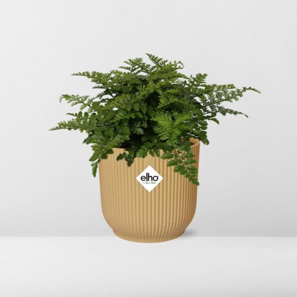 thumbnail_6000-7850.jpg Asplenium Parvati in ELHO Vibes Fold geel
