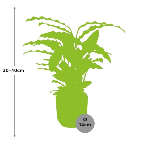 thumbnail_6000-7867.jpg Calathea Rufibarba ‘Tropistar’ in ELHO Vibes Fold roze