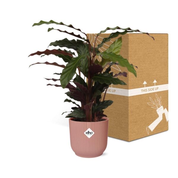 thumbnail_6000-7869.jpg Calathea Rufibarba ‘Tropistar’ in ELHO Vibes Fold roze