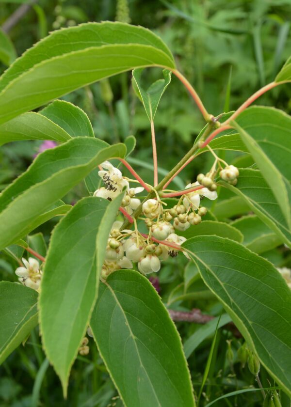 thumbnail_6000-791.jpg Actinidia arguta 'Issai' | 3 stuks