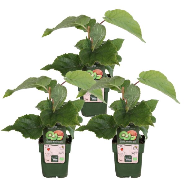 thumbnail_6000-793.jpg Actinidia delciosioa 'Jenny' | 3 stuks