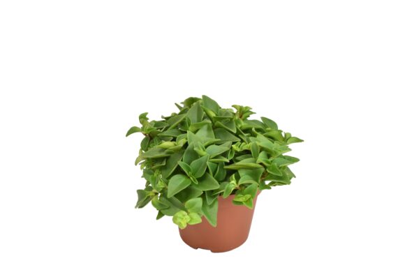 thumbnail_6000-7940.jpg Peperomia Marcello