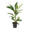 Ficus Benghalensis Roy