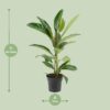 Ficus Benghalensis Roy